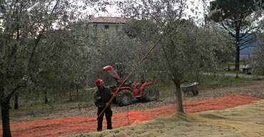 Olives Harvest